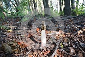 Poisonous mushroom dune stinkhorn Phallus hadriani,  looks like Morchella esculenta or Phallus impudicus mushroom in the forest
