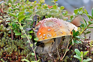 Poisonous mushroom a fly