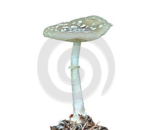 Poisonous mushroom fly-agaric Amanita citrina