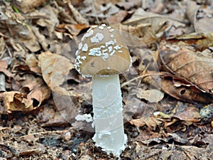 Poisonous mushroom fly-agaric Amanita pantherina