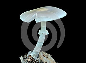 Poisonous mushroom fly-agaric Amanita verna