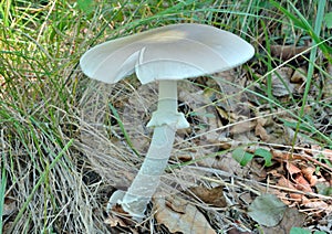 Poisonous mushroom fly-agaric Amanita verna