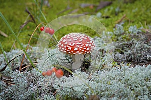 Poisonous mushroom fly agaric in autumn moss