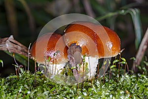 Poisonous mushroom in green moss