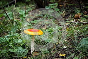 Poisonous mushroom growing in the forest