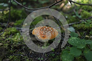 A poisonous mushroom grows in the forest. Flyagaric