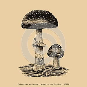 Poisonous mushroom hand drawing engraving illustration