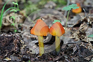 Poisonous mushroom Hygrocybe conica in the birch forest. Known as Blackening Waxcap or Conical Wax Cap.