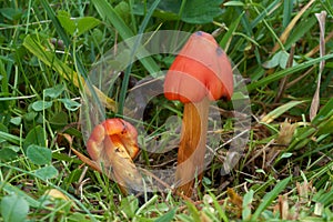 Poisonous mushroom Hygrocybe conica on the forest meadow. Known as witch`s hat, conical wax cap or conical slimy cap.