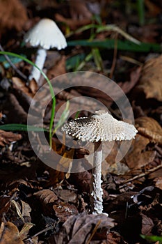 Poisonous mushroom Lepiota clypeolaria, known as shaggy-stalked Lepiota.