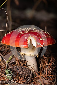 poisonous mushroom named amanita muscaria in its natural environment photo