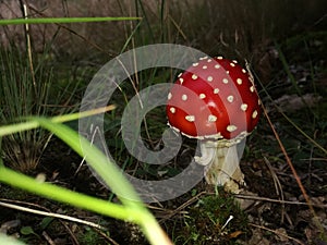 Poisonous mushroom with a red hat. Amanita.