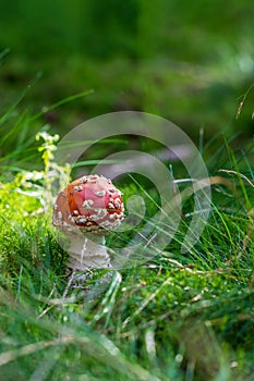 Poisonous mushroom Red toadstool - Amanita muscaria growing in the forest in the green grass. The sponge has a red hat with white