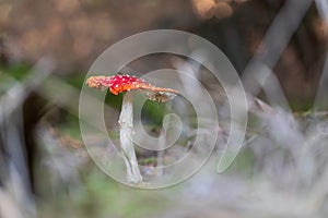 Poisonous mushroom Red toadstool - Amanita muscaria growing in the forest in the green grass. The sponge has a red hat with white
