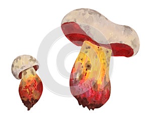 Poisonous mushroom Rubroboletus satanas satanic mushroom. Illustration with watercolors and markers. Hand