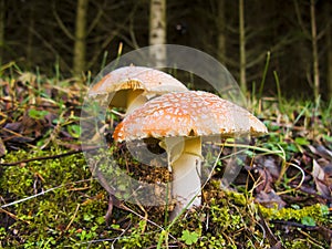 Poisonous mushrooms