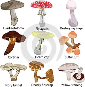 Poisonous mushrooms photo