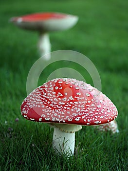 Poisonous mushrooms