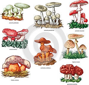 Poisonous mushrooms