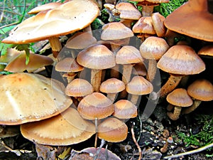 Poisonous mushrooms photo