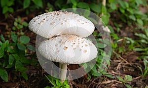 Poisonous mushrooms Chlorophyllum molybditeswhite flowers are blooming Spontaneously occurring.