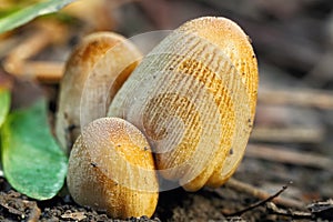 Poisonous mushrooms Entoloma cetratum