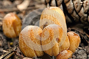 Poisonous mushrooms Entoloma cetratum