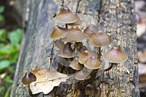 Poisonous mushrooms Galerina marginata photo