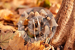 Poisonous mushrooms group grow in autumn leaves near the tree