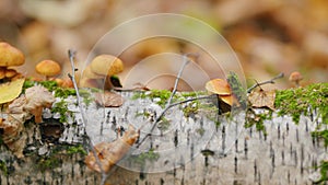 Poisonous mushrooms grow on a tree in forest. Mushrooms grow on a fallen tree. Close up.