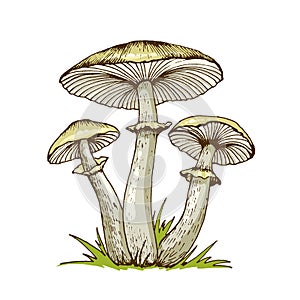 Poisonous mushrooms illustration