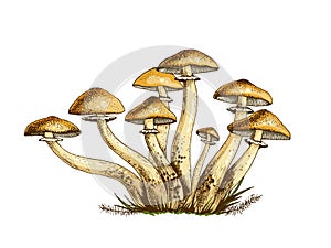 Poisonous mushrooms illustration