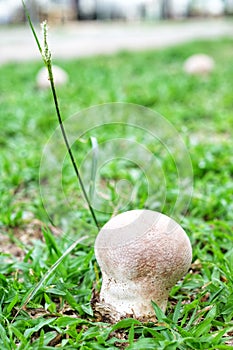 Poisonous mushrooms like to germinate on the lawn after rain.