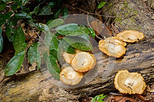 Poisonous Mushrooms on a log in tropical forest