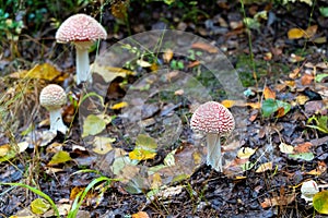 Poisonous mushrooms red fly agaric in autumn on the ground with yellow leaves