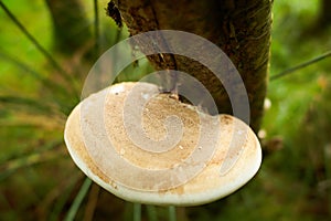 Poisonous mushrooms on the trunk of old tree covered with green lichen in the autumn forest with selective focus on blurred backgr