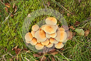 Poisonous mushrooms on the trunk of old tree covered with green lichen in the autumn forest with selective focus on blurred backgr