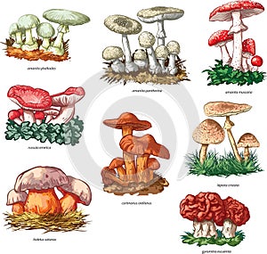 Poisonous mushrooms photo