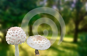 Poisonous mushrooms white fly agaric