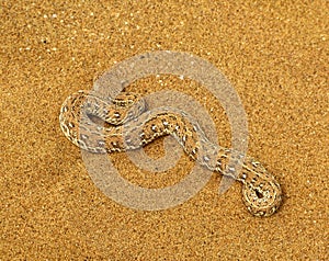 Poisonous Peringuey's adder or sidewinding adder snake (Bitis peringueyi) on orange namibian sand of Namib desert in Namibia