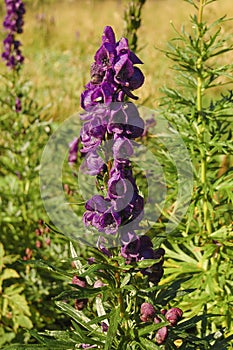 Poisonous plant aconite