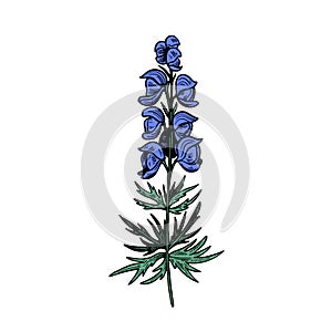 Poisonous plant Aconitum isolated on white background. Hand drawn vector illustration in engraving style.