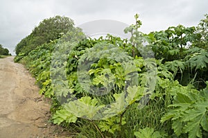 Poisonous plant cow parsnip Sosnowski photo