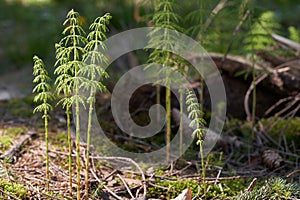 Poisonous plant Equisetum sylvaticum in the spruce forest. Known as wood horsetail.