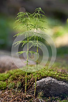 Poisonous plant Equisetum sylvaticum in the spruce forest. Known as wood horsetail.