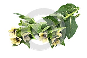 Poisonous plant henbane black (Hyoscyamus niger)