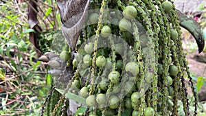 Poisonous plant Vietnam closeup of hanging fish tail of palm tree, botanical name caryota urens, also known as the toddy