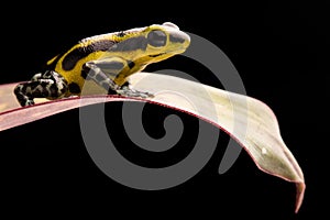 A poisonous poison dart frog Oophaga pumilio photo