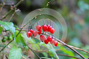 Poisonous red berries of woody nightshade.