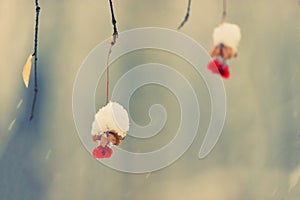 Poisonous red berry in winter forest